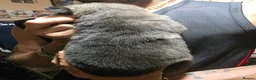 Shepsky dogs for sale: 9 shepsky puppies  - Advert 26