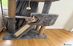 Ragdoll cats for sale: Teddie & Mystie - Image 4