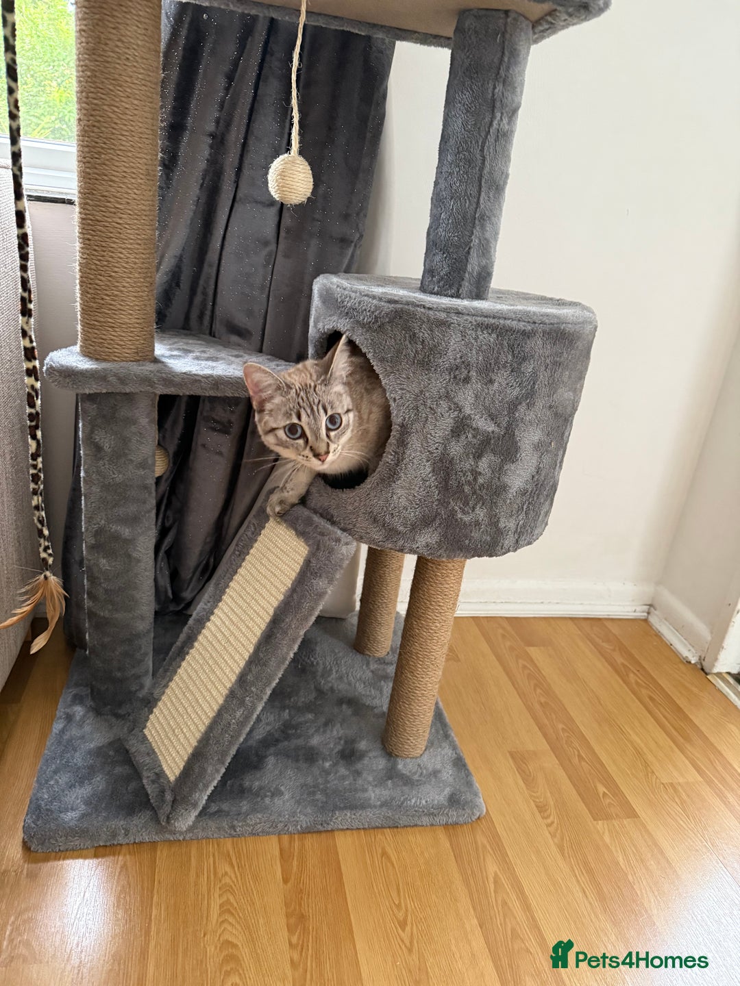 Ragdoll cats for sale: Teddie & Mystie - Image 4