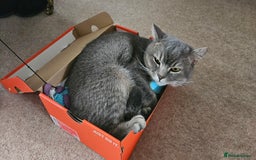 British Shorthair cats for sale: Beautiful British Shorthair  - Advert 4