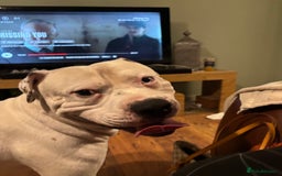 American Bulldog dogs for stud: Classic American bull 🇺🇸  - Image 29