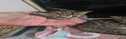 Domestic Shorthair cats for sale: 2 beautiful tabby kittens  - Advert 10