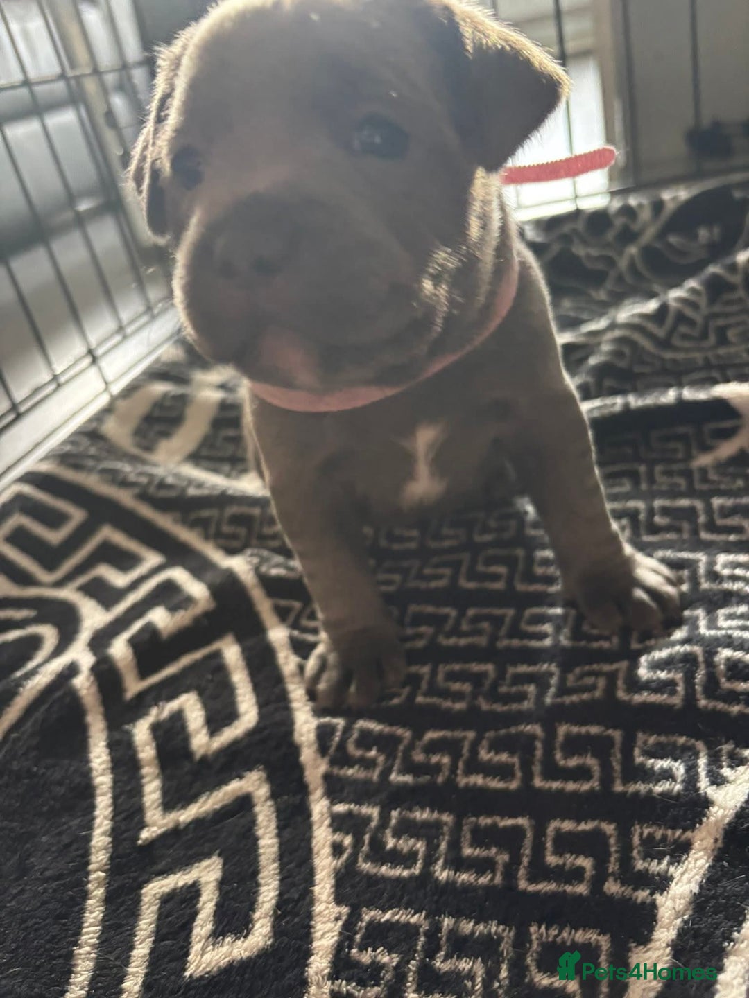 Staffordshire Bull Terrier dogs for sale: Two male four female - Advert 23