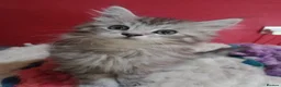 Maine Coon cats for sale: Maine Coon Kittens - Advert 15