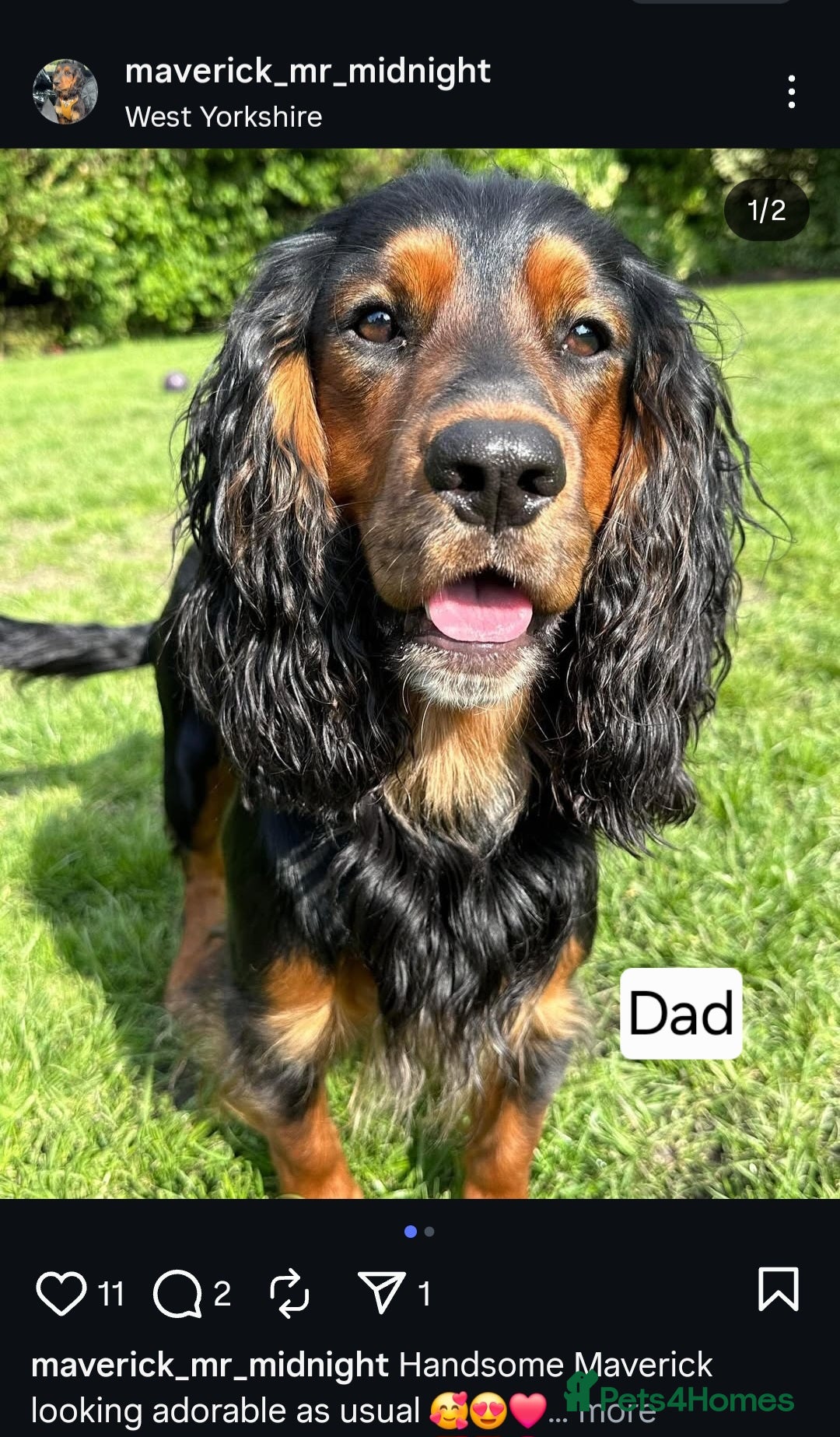 Cocker Spaniel dogs for sale: Working Cocker Spaniels (F1B) health checked. - Advert 12