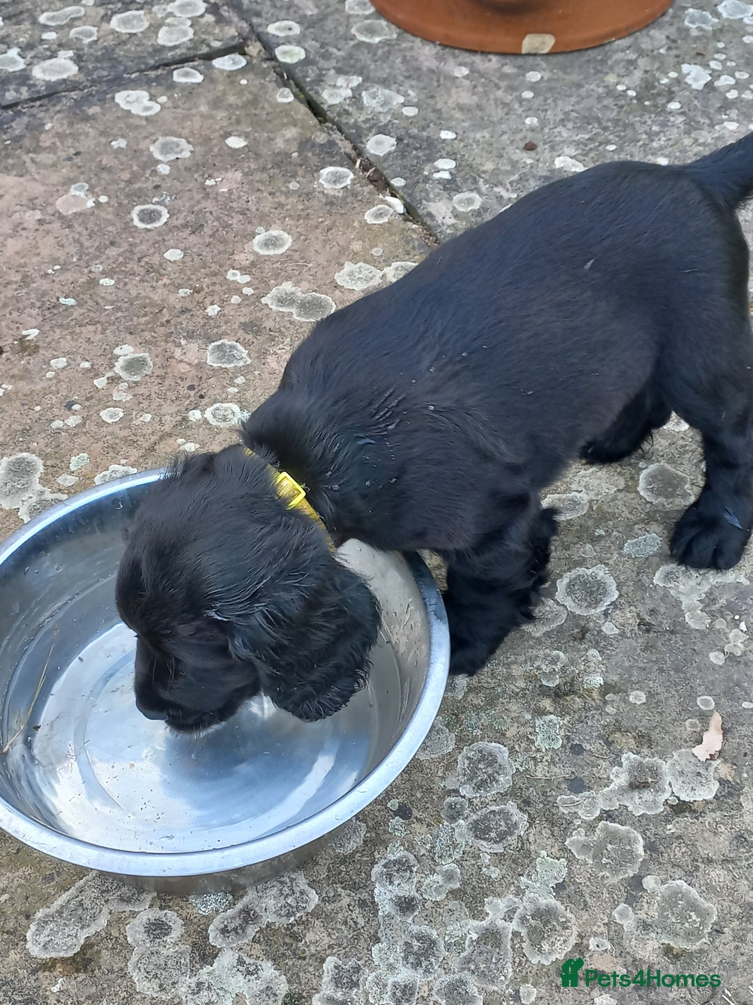 Sprocker dogs for sale: Sprocker puppies ready for new adventures! - Image 14
