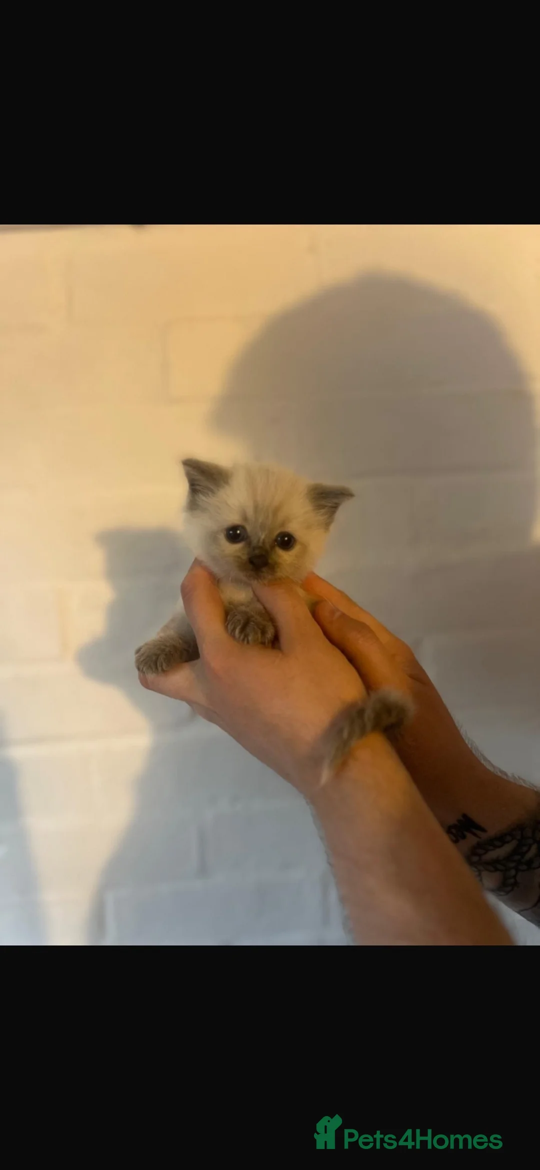 Ragdoll cats for sale: Beautiful Ragdoll Kittens in Clacton-on-Sea - Advert 2