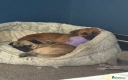 Mixed Breed dogs for adoption: Meet Mika, currently residing in Barnsley - Image 5