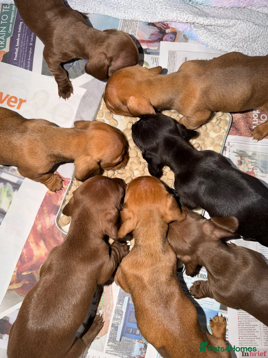 Dachshund dogs for sale: Beautiful Standard Dachshund Puppies - Ready Soon - Advert 2