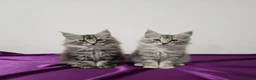 Maine Coon cats for sale: Beautiful GCCF mixed silver kittens - Advert 4