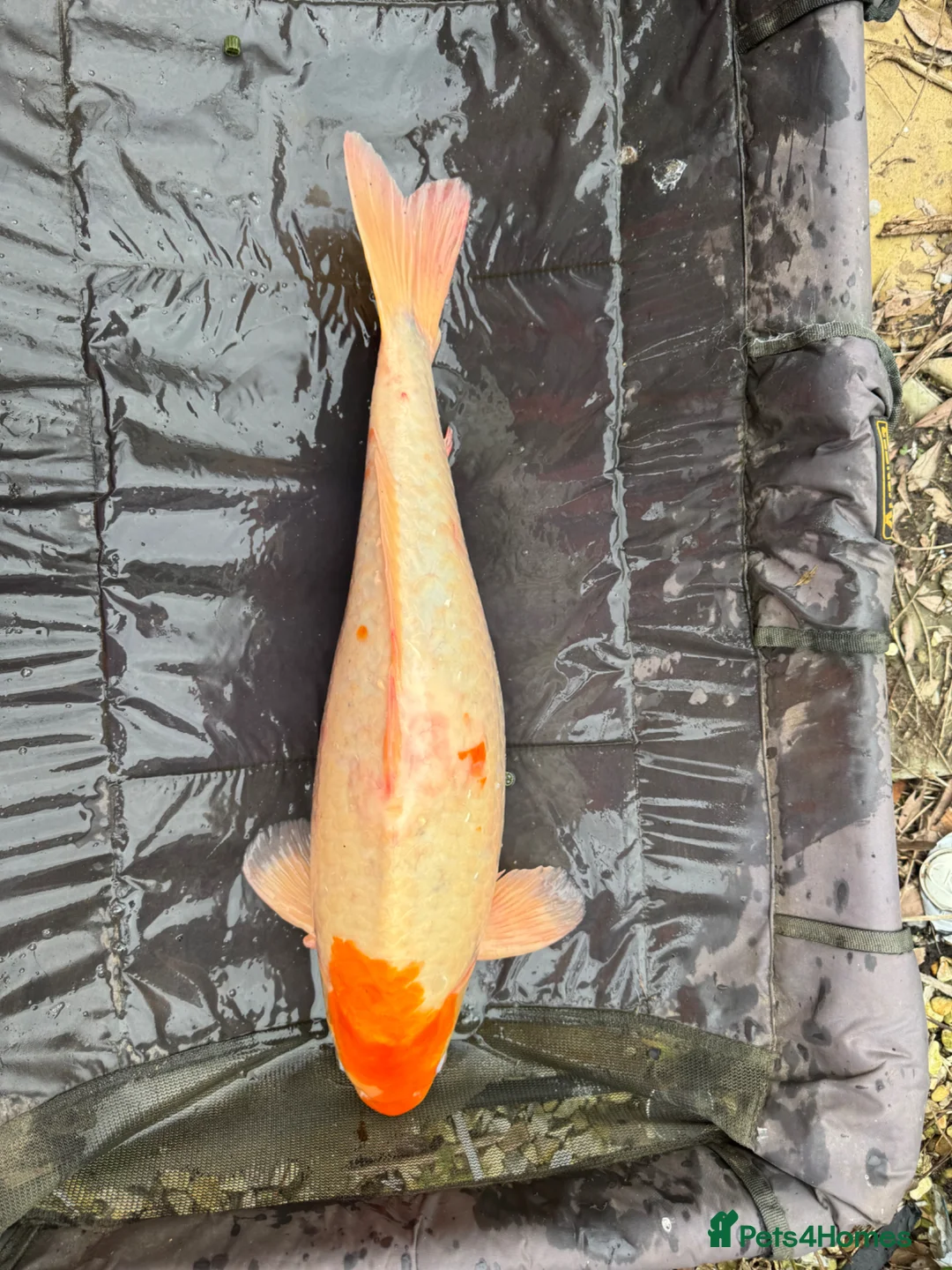 Koi Carp fish for sale: Big koi for sale  in Liverpool - Advert 2
