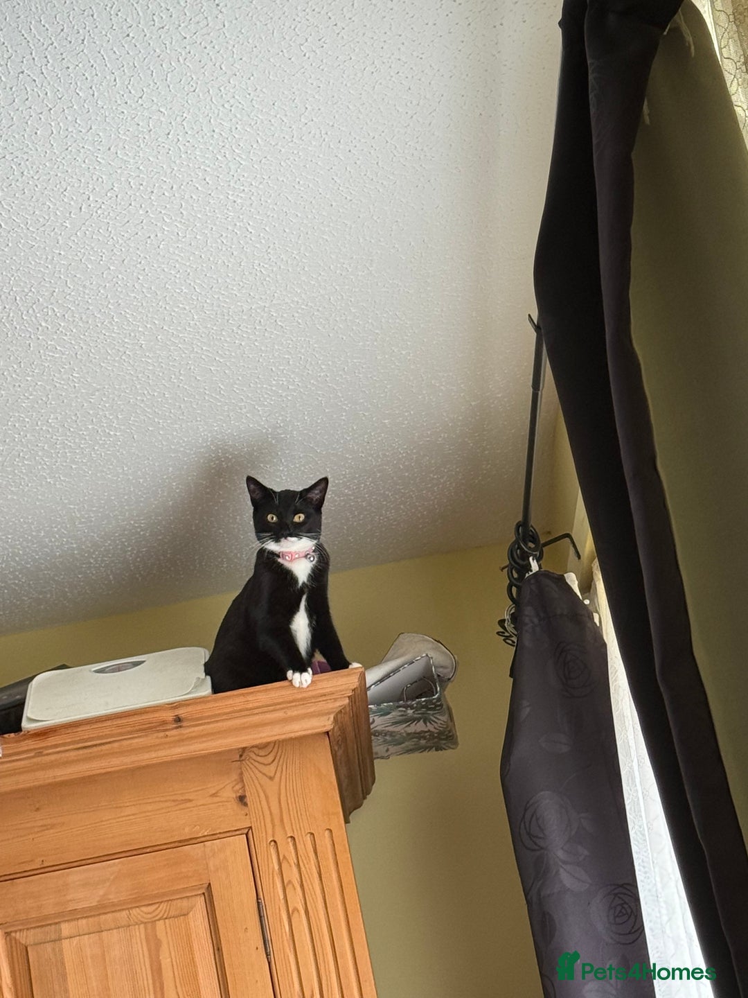 Mixed Breed cats for sale: CAT FOR REHOMING IN DERBY - Advert 4