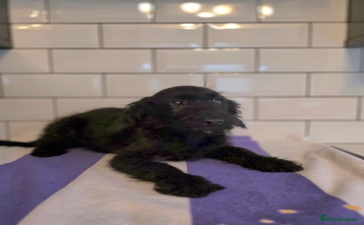 Labradoodle dogs in South Shields - Advert 8