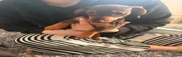 Miniature Dachshund dogs for sale: Last two beautiful mini dachshunds  - Advert 8