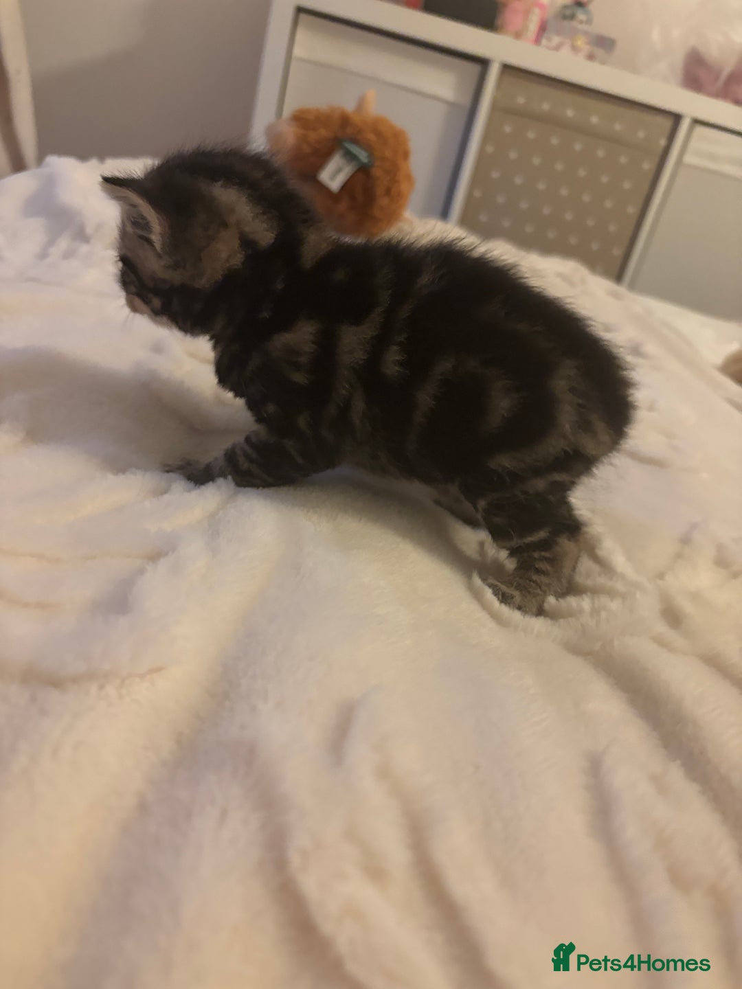 Mixed Breed cats for sale: Mixed breed gorgeous kittens  - Advert 5