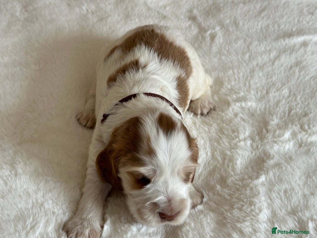 Cocker Spaniel dogs for sale: Extensively Health Tested KC Reg Puppies  - Image 21