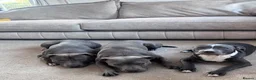 Staffordshire Bull Terrier dogs for sale: Blue Staffie 5 month old - Advert 3