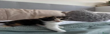 Mixed Breed Kitten 3