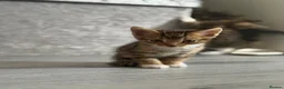 Bengal cats for sale: Bengal x kittens x3 males  - Advert 5
