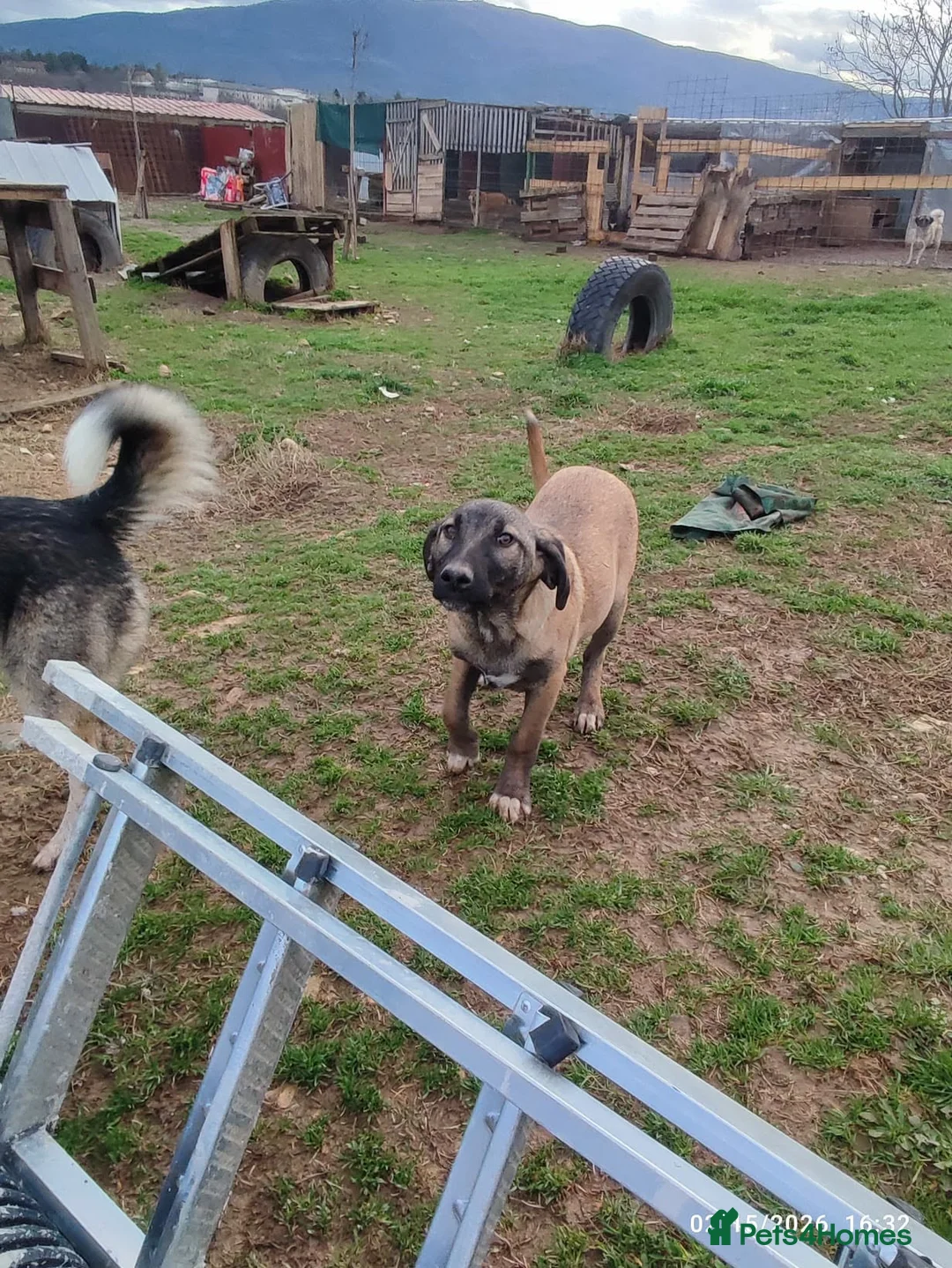 Mixed Breed dogs for adoption: Dexter 5 months Macedonian rescue  - Advert 4