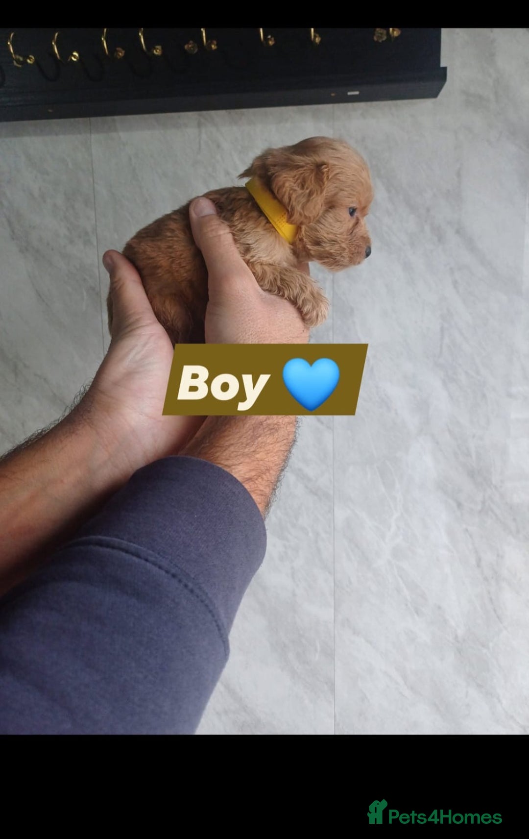 Cockapoo dogs for sale: Adorable Cockapoo’s - Image 16