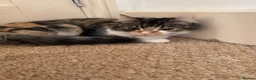Mixed Breed cats for sale: Free beautiful cat in Colchester - Advert 5