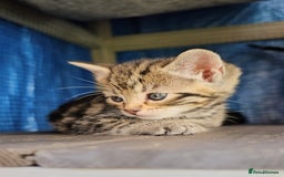 Domestic Shorthair cats for sale: 1 grey tabby and 3 black shorthair kittens in London - Image 2