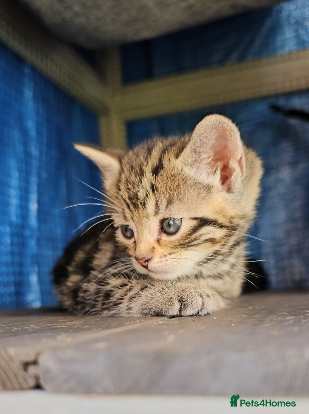 Domestic Shorthair cats for sale: 1 grey tabby and 3 black shorthair kittens in London - Image 2