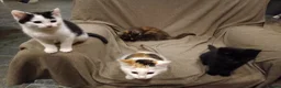 Mixed Breed cats for sale: 5 adotable kittend - Advert 7