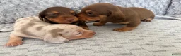 Miniature Dachshund dogs for sale: KC Mini Dachshunds – 2 Boys, 1 Dapple Girl in Prescot - Advert 15