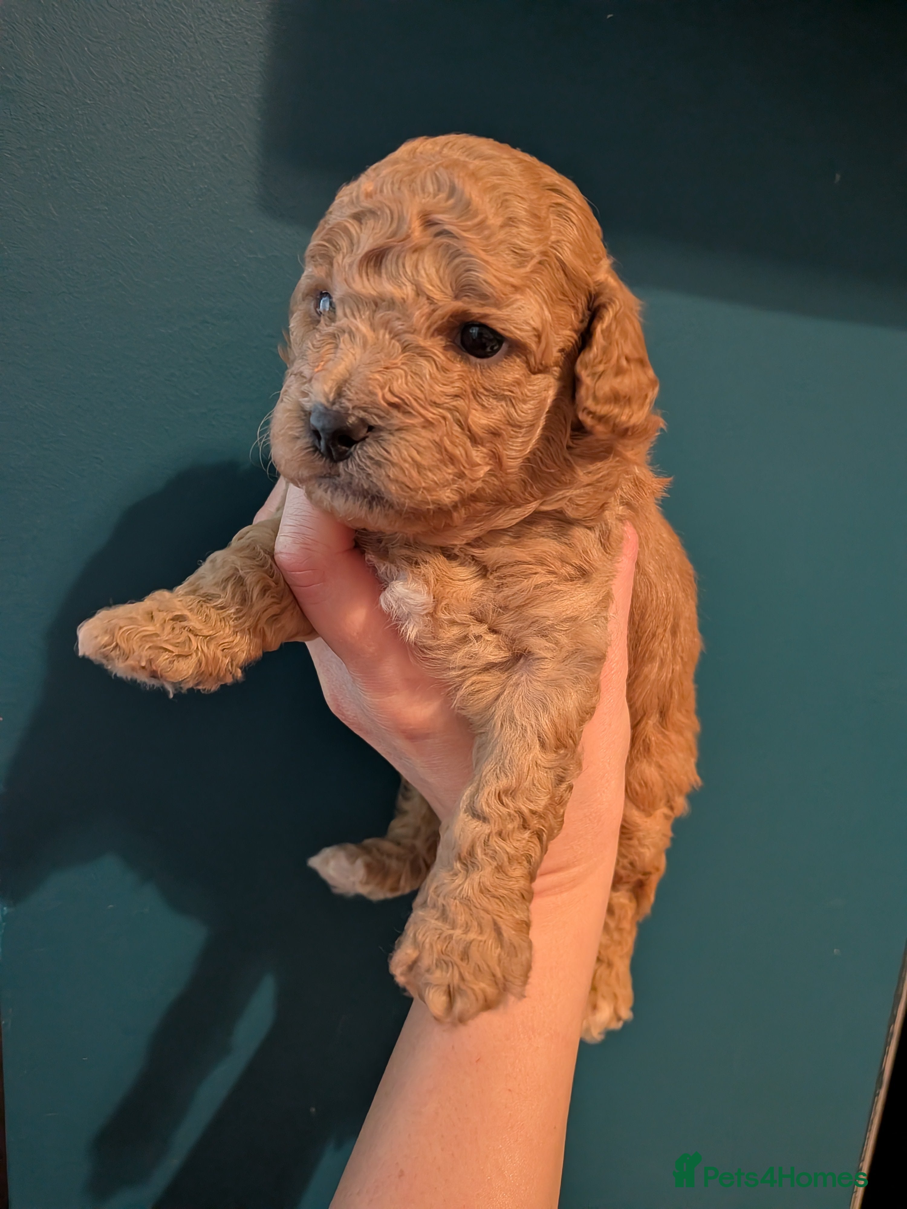 Lhasapoo dogs 4 gorgeous male lhasapoo puppies  - Advert 4