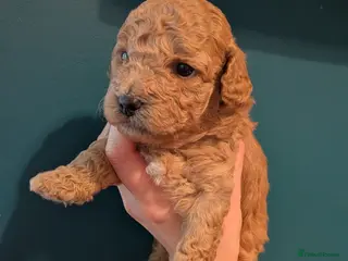 Lhasapoo dogs 4 gorgeous male lhasapoo puppies - Advert 4