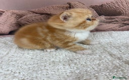 Exotic cats for sale: ⭐️ Exotic kittens 1 male 2 female ⭐️ - Image 4