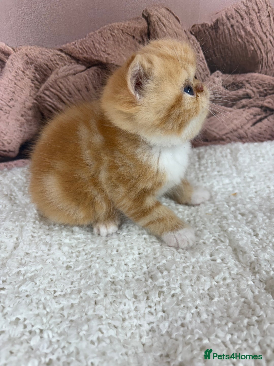 Exotic cats for sale: ⭐️ Exotic kittens 1 male 2 female ⭐️ - Image 4