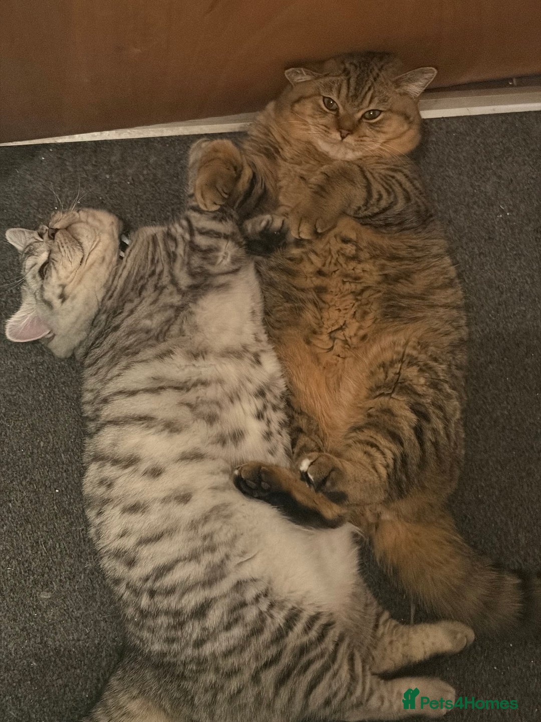 British Shorthair cats for sale: 3 Kittens•Full Pedigree•Champions bloodline•GCCF - Advert 23