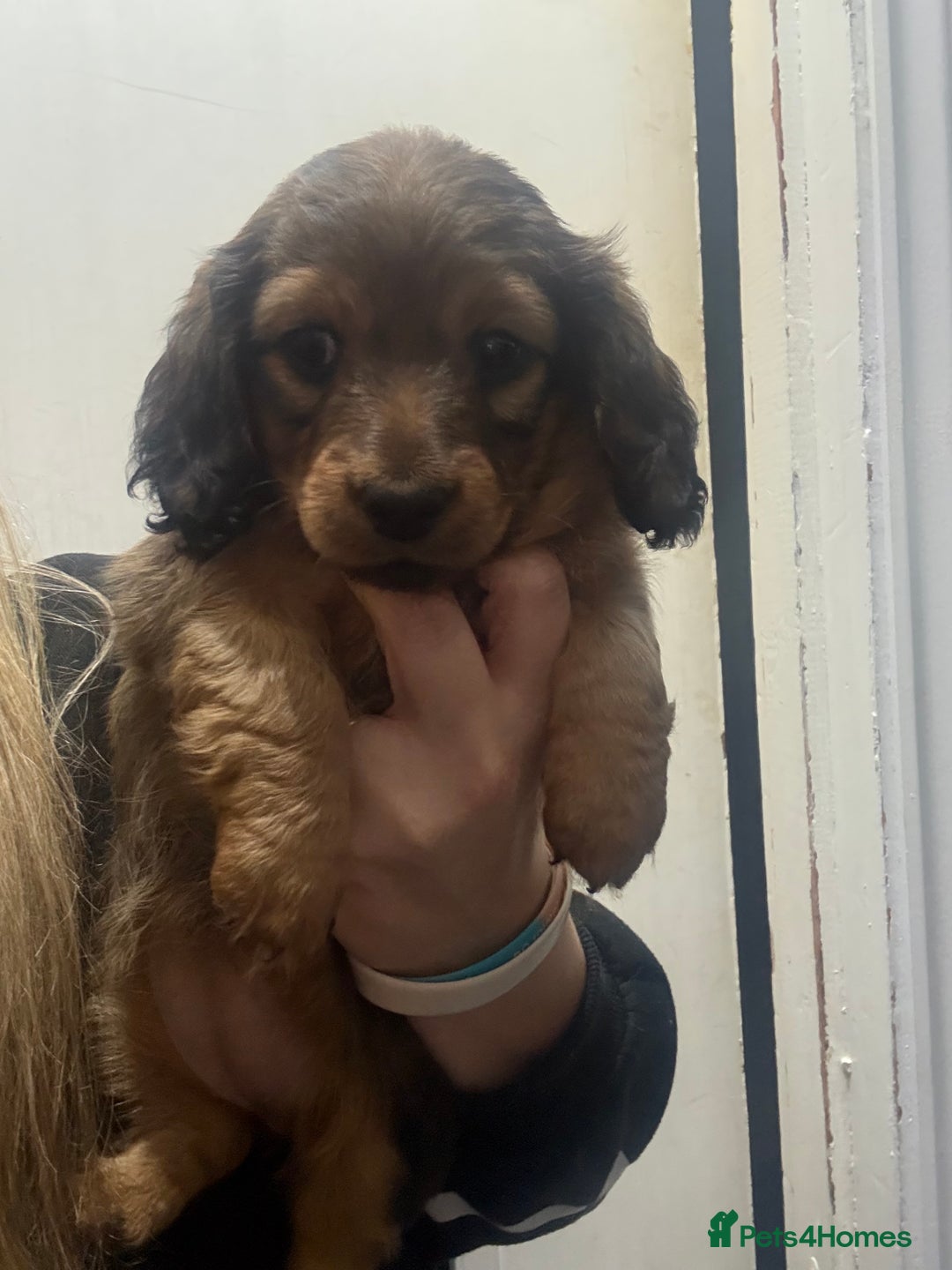 Dachshund dogs for sale: Dachshund puppies for sale  - Advert 5