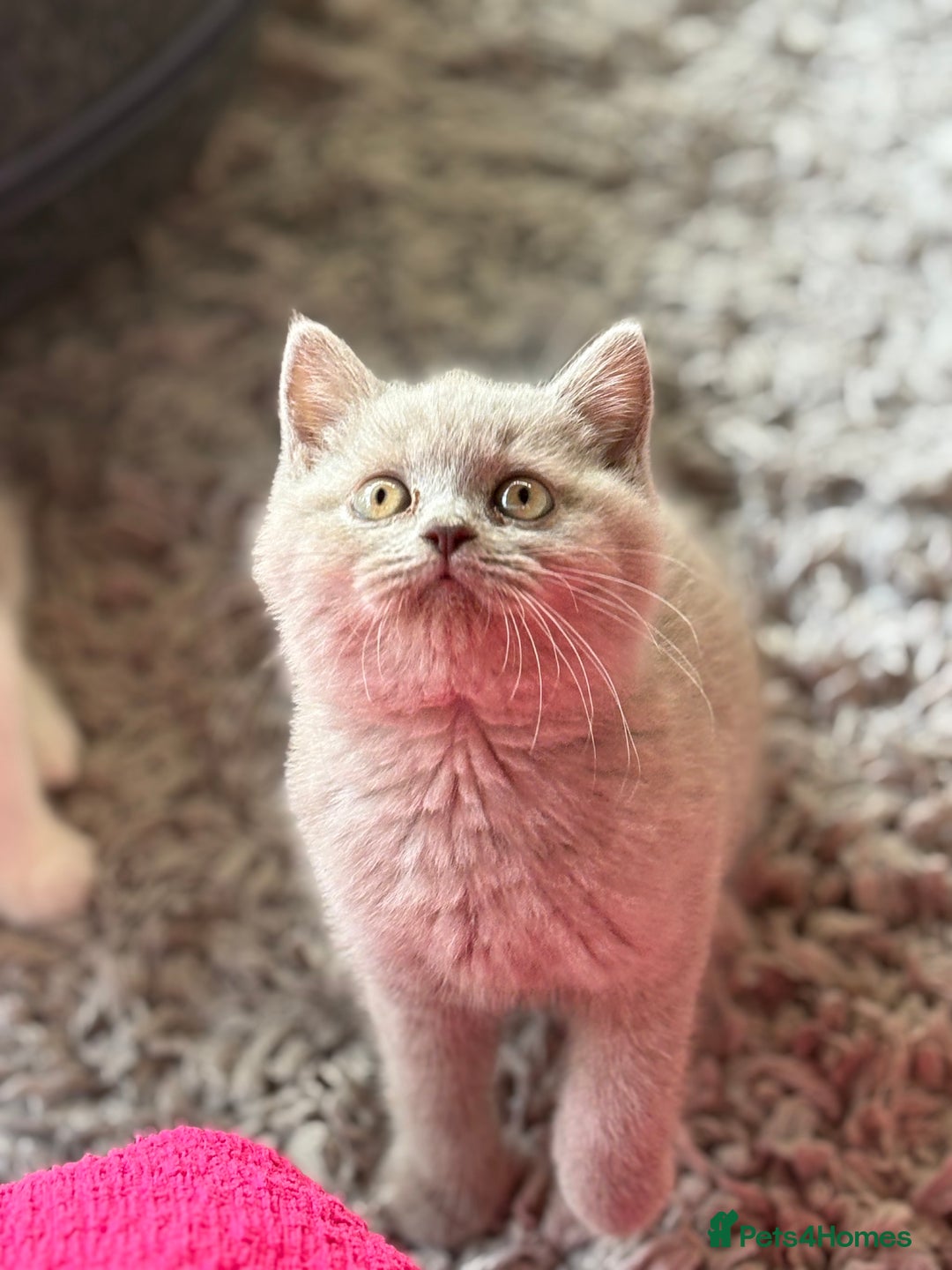 British Shorthair cats for sale: Lilac British shorthair kittens - Image 5