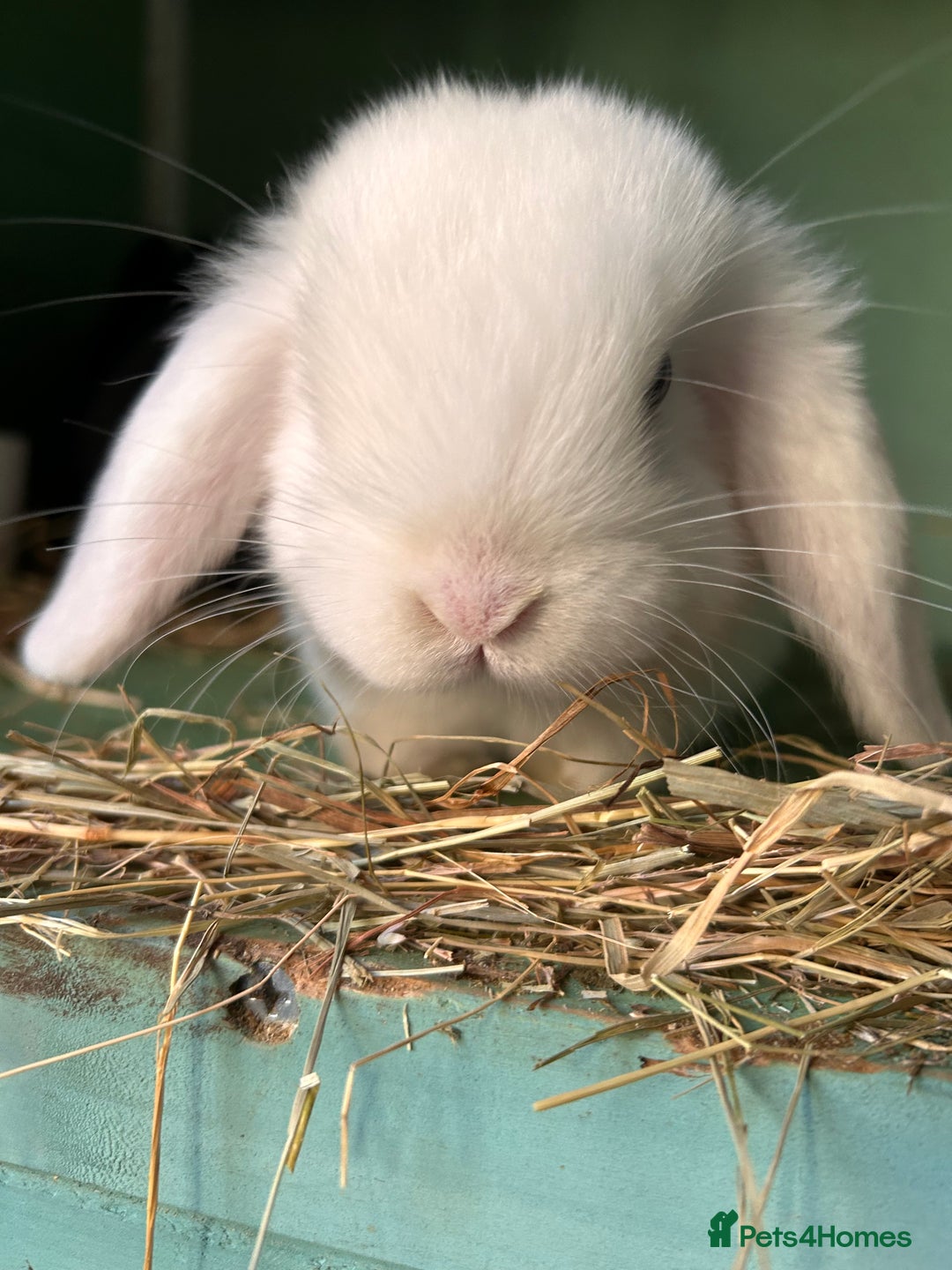Mixed Breed rabbits for sale: Baby bunnies - Advert 2
