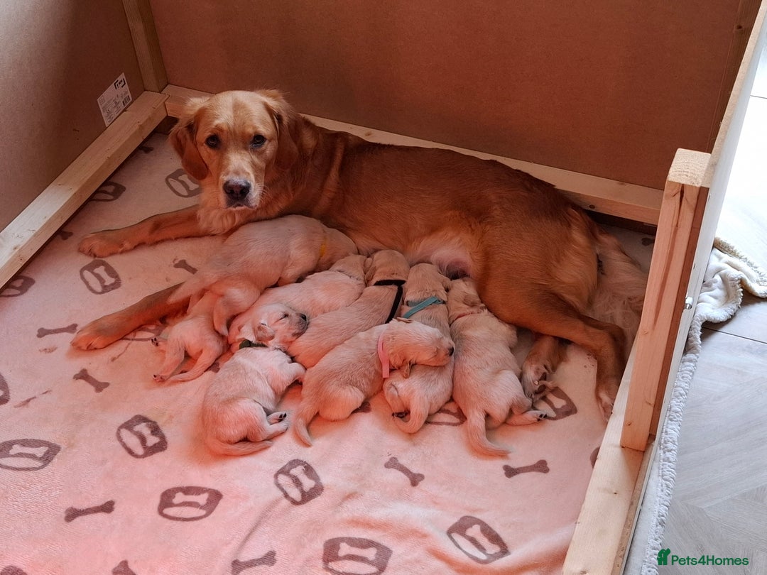 Golden Retriever dogs for sale: KC reg golden retriever puppies - Advert 2