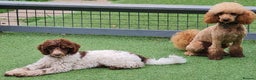 Miniature Poodle dogs for stud: Flix & Jigs KC registered dna health/colour tested in Crowthorne - Advert 2
