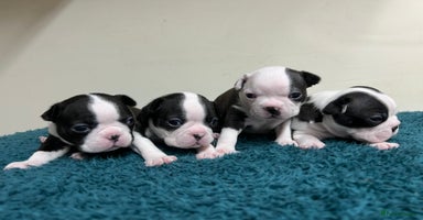 Boston Terrier dogs - Advert 4