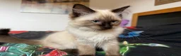 Ragdoll cats for sale: Ragdoll Kittens for Sale - Advert 4