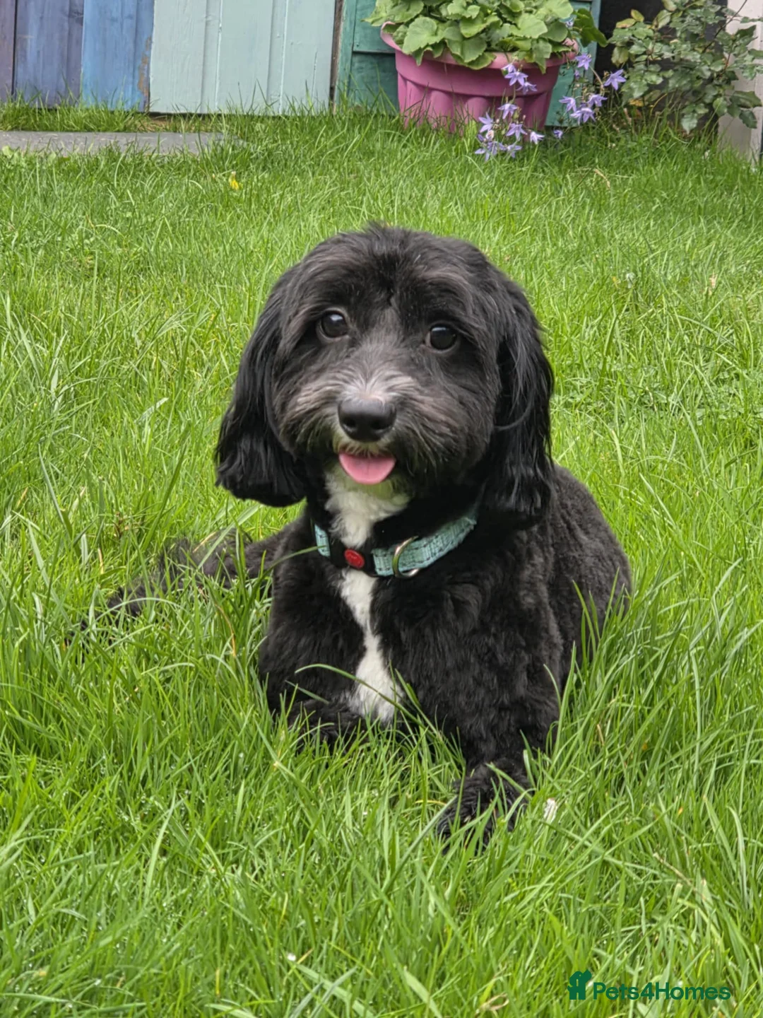 Maltipoo dogs for sale: Maltipoo male in Maidstone - Advert 1