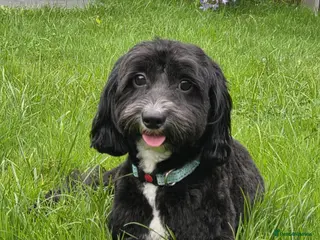 Maltipoo dogs Maltipoo male - Advert 5