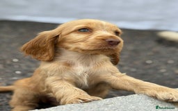 Cocker Spaniel dogs for sale: Gorgeous show cockers  - Image 5