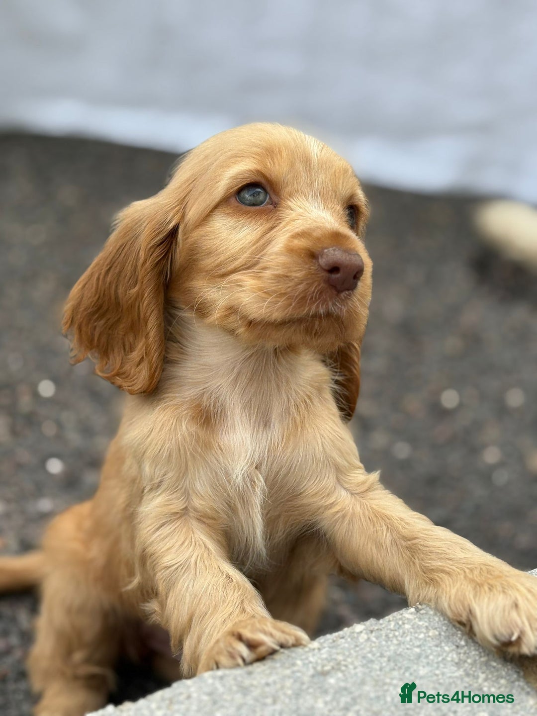 Cocker Spaniel dogs for sale: Gorgeous show cockers  - Image 5