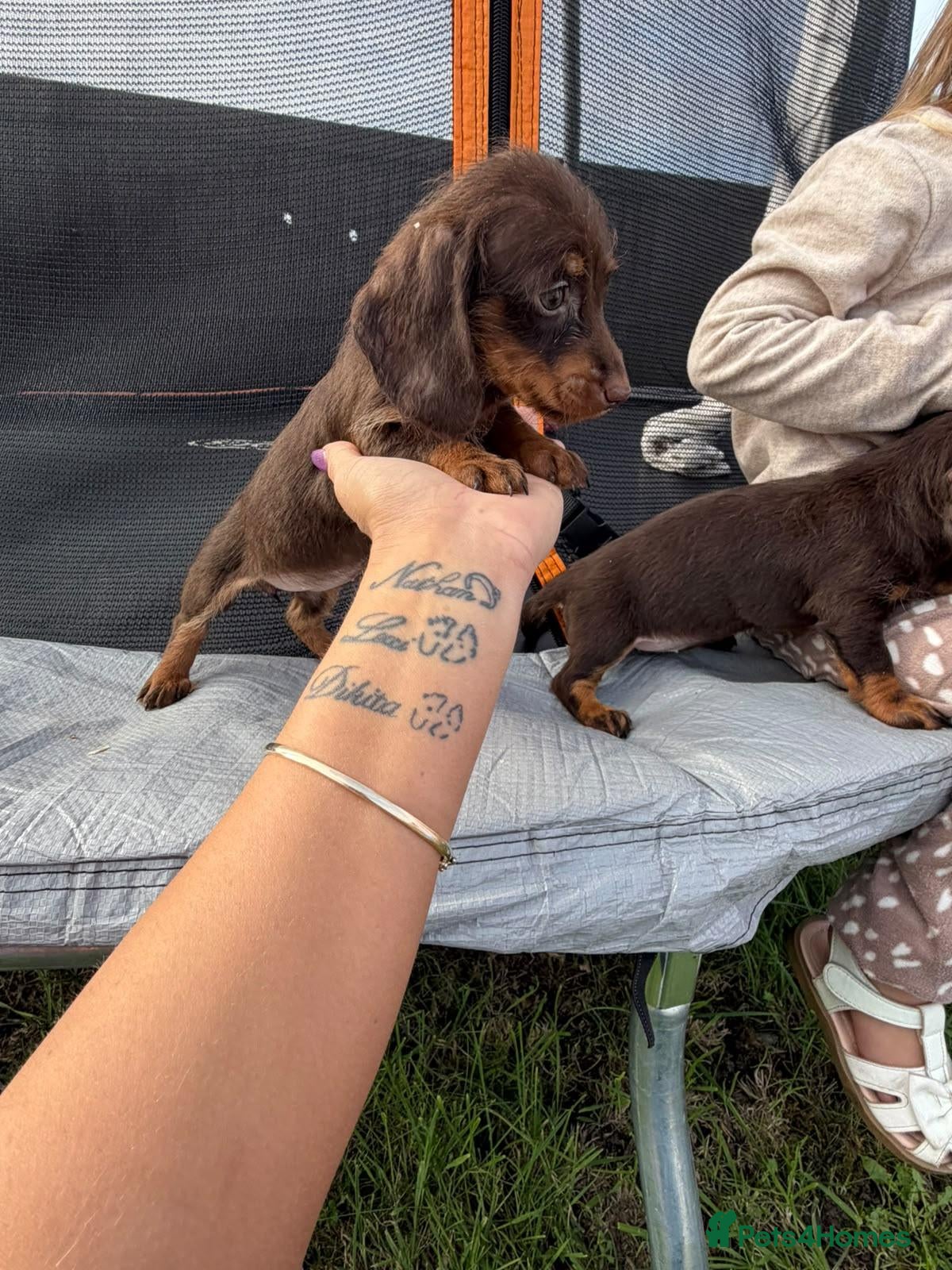 Dachshund dogs For sale is my dachshunds puppy’s  - Advert 2
