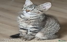 Mixed Breed cats for sale: Bengal kittens very healthy male femal - Image 15