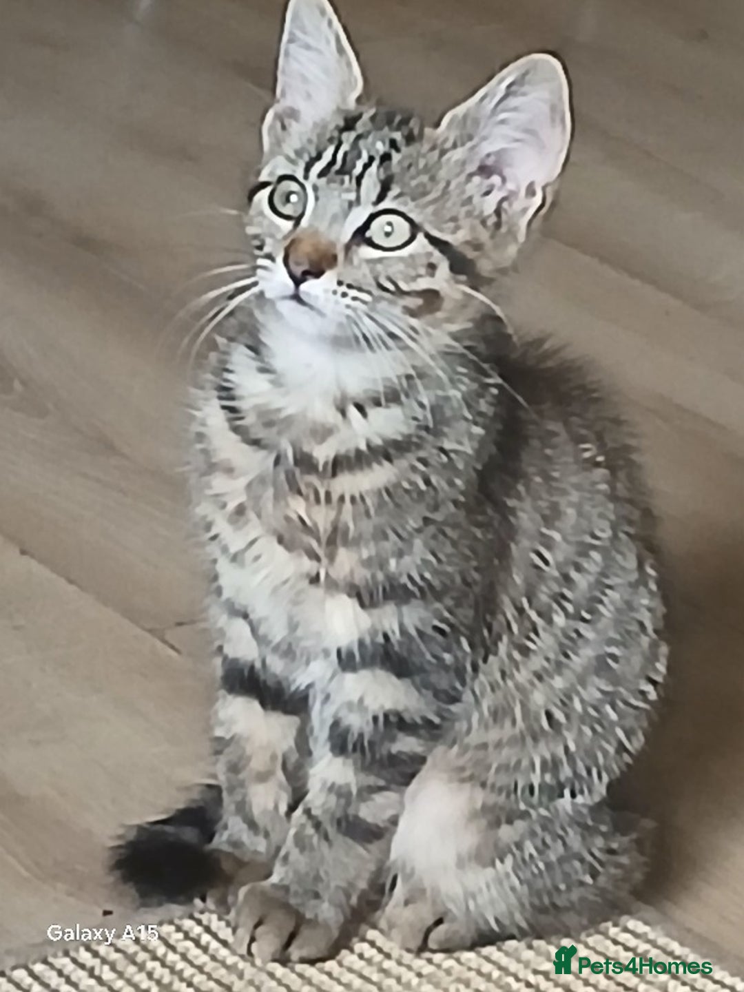 Mixed Breed cats for sale: Bengal kittens very healthy male femal - Image 15