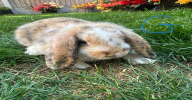 Mini Lop rabbits - Advert 4